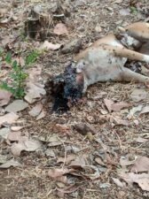 Read more about the article डुकरा साठी ठेवलेल्या हातबाॅंब मुळे कुत्र्याचा मृत्यू.;आचरा येथील घटना