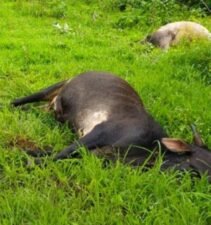 Read more about the article पियाळीत विजेच्या धक्क्याने शेतकरी किरकोळ जखमी होऊन दोन गाईंचा मृत्यू..