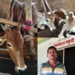 🛑घुमडेत दत्ताराम बिरमोळे यांच्या गाईने जुळ्या वासरांना दिला जन्म..