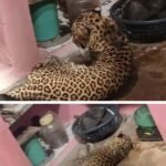 🛑दाभोली येथे विवेक जोशी यांच्या स्वयंपाक घरात घुसला बिबट्या..