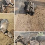 🛑मुंबई-गोवा महामार्गावर कासार्डे येथे अपघात;पाच म्हशींना अज्ञात वाहनाची धडक तीन म्हशींचा मृत्यू.