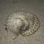 🛑अणाव-बामणवाडी येथे आढळले खवले मांजर..