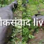 🛑कुंभवडे येथे वाघाच्या हल्ल्यात म्हैस ठार.;शेतकऱ्यांमध्ये चिंतेचे वातावरण..